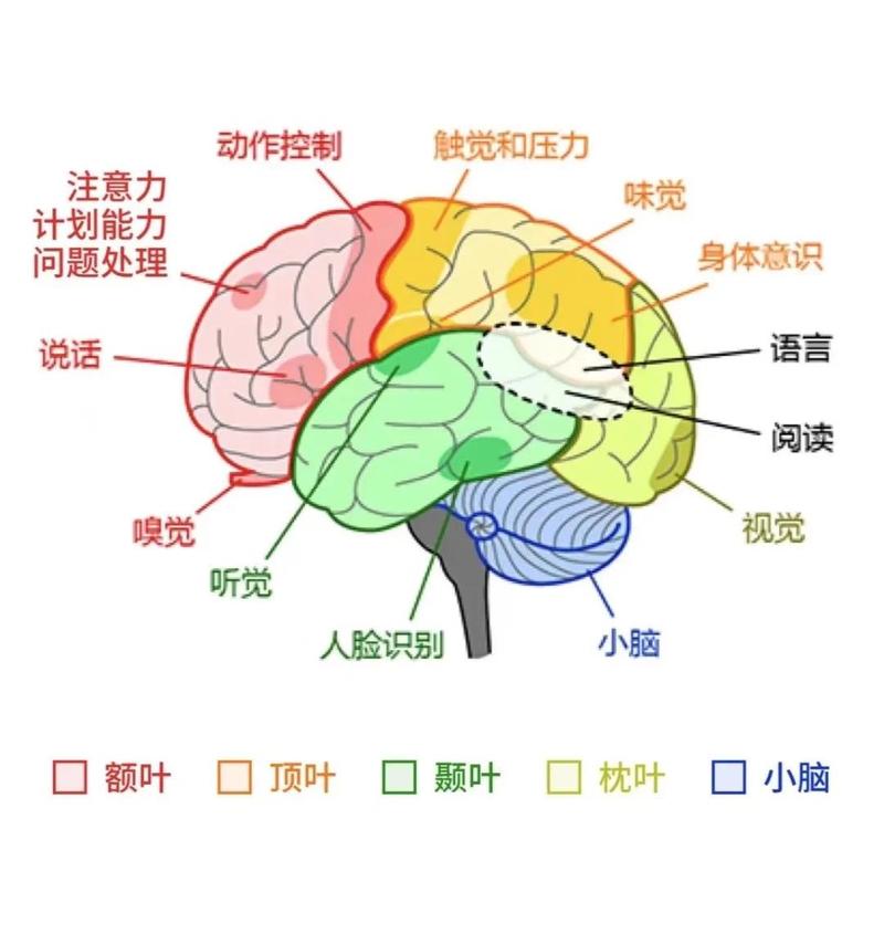 五岁儿童竞争意识大脑发育示意图