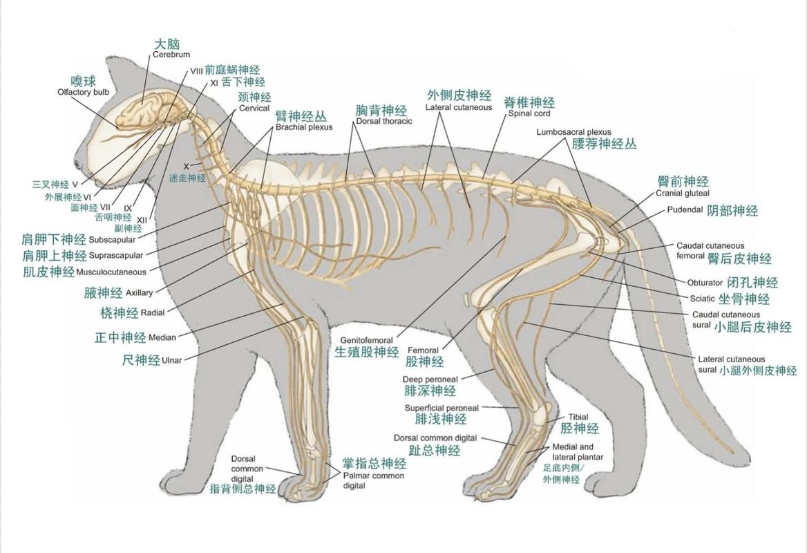 猫胡须根部神经末梢结构示意图