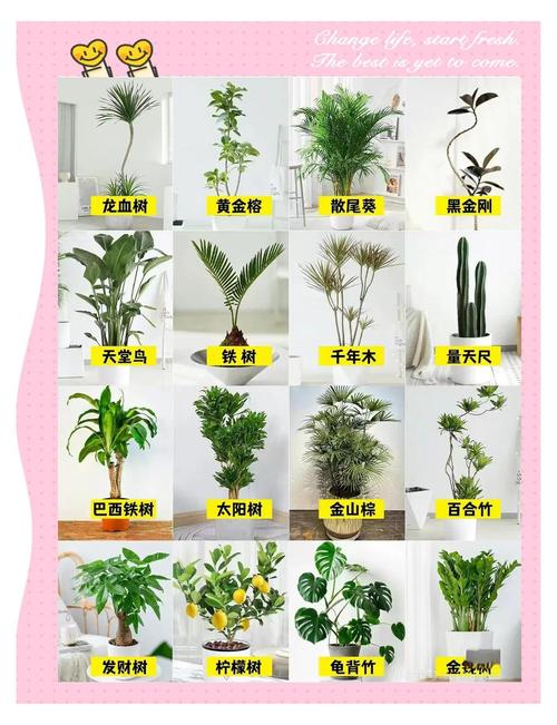 绿植养活的两个冷门细节，90%的新手都不知道