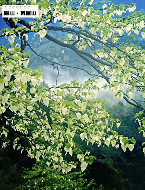 梵净山木栈道旁的珙桐花与晨雾