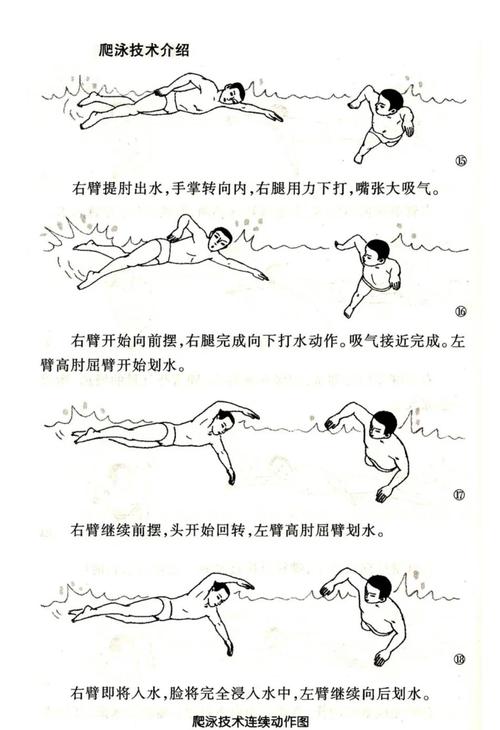 自由泳身体滚动与呼吸配合示意图