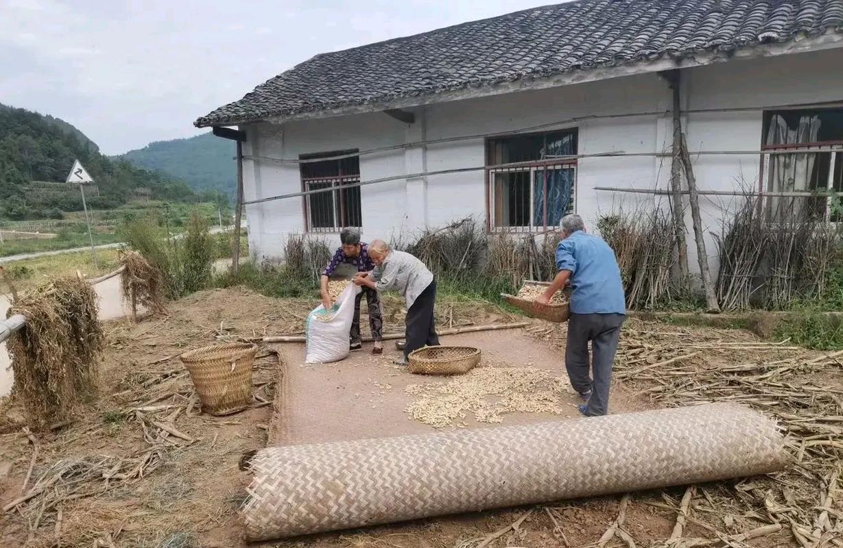 南漳农家院子竹席晒土豆片