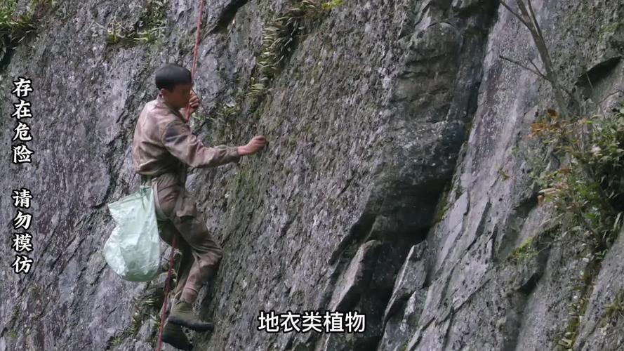 张家界岩耳采摘悬崖