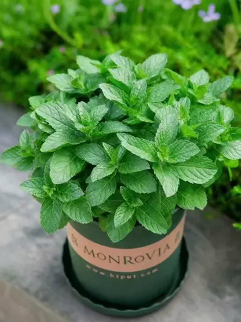庭院门口摆放的薄荷防虫绿植盆栽