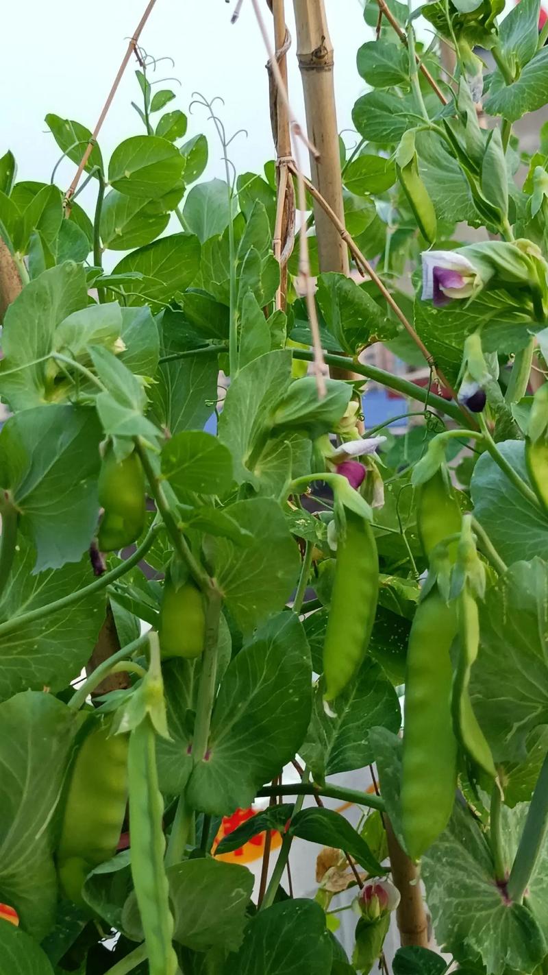 让我又爱又恨的豌豆荚、四季豆们