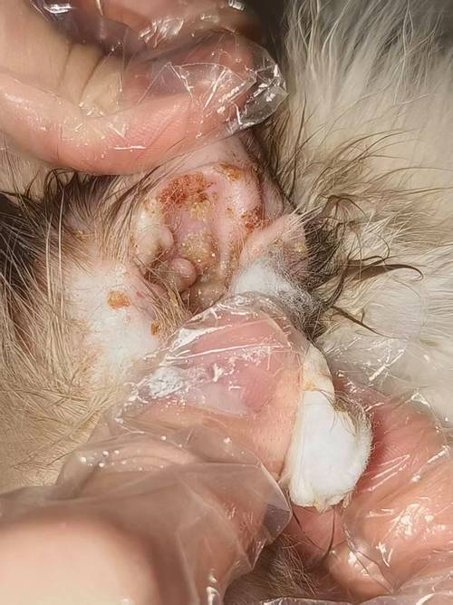 犬猫耳螨感染耳道分泌物对比图