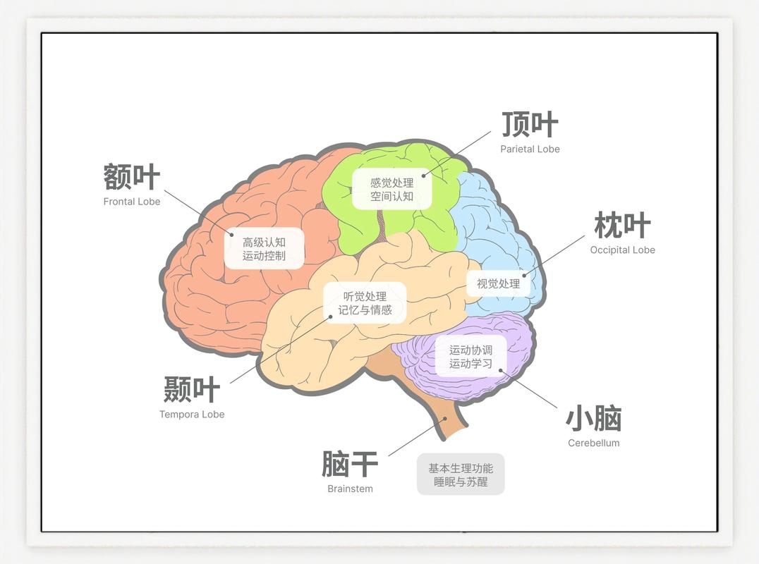 大脑内侧前额叶皮质自我认知区域示意图