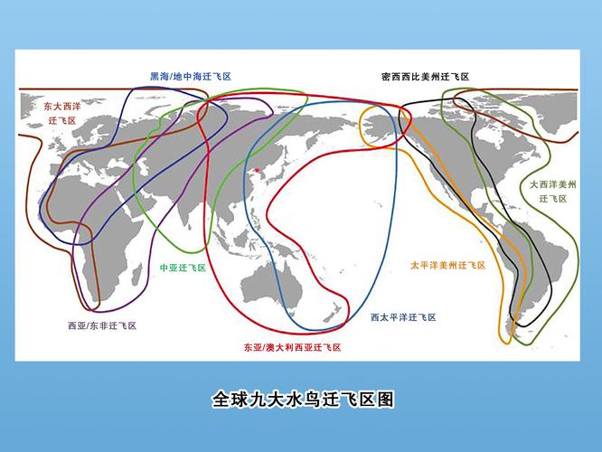 鸟类迁徙全球路线示意图