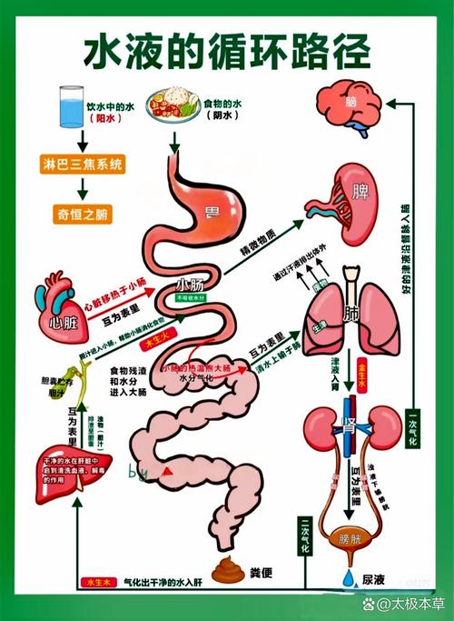 人体肾脏夜间水分代谢过程示意图