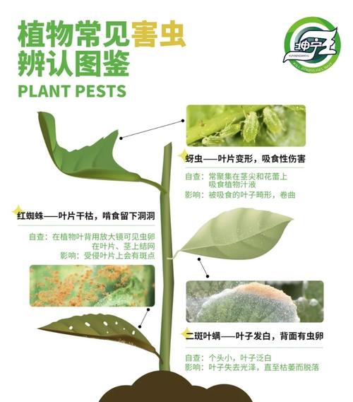 植物防虫,真不是“有植物就行”