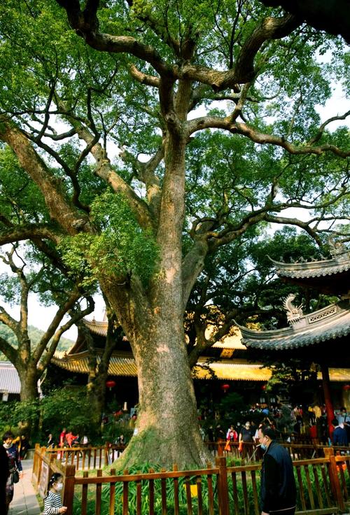 普陀山佛顶山登山步道两旁古香樟树