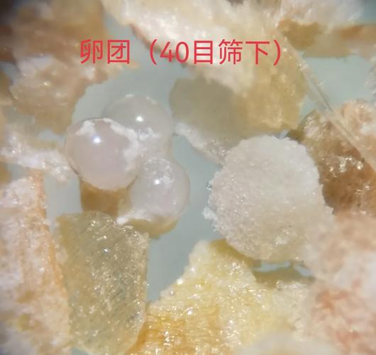 显微镜下的米虫卵特写