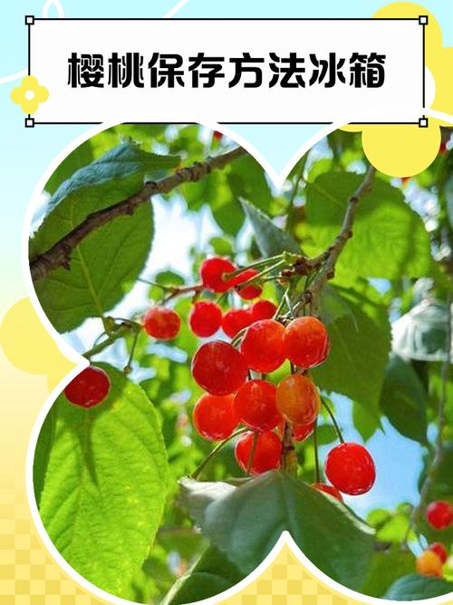 冰箱中存放的樱桃和桃子正确方法