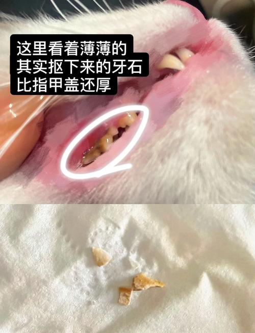 犬猫牙结石程度对比口腔图
