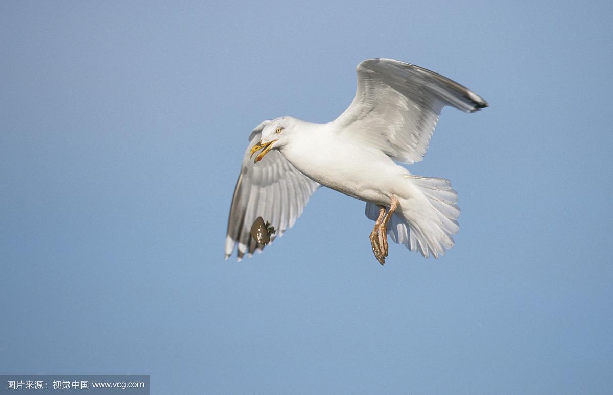 海鸥：你绝对没看透的城市野鸟-因为所以