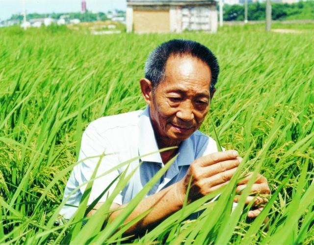 袁隆平在稻田观察杂交水稻生长