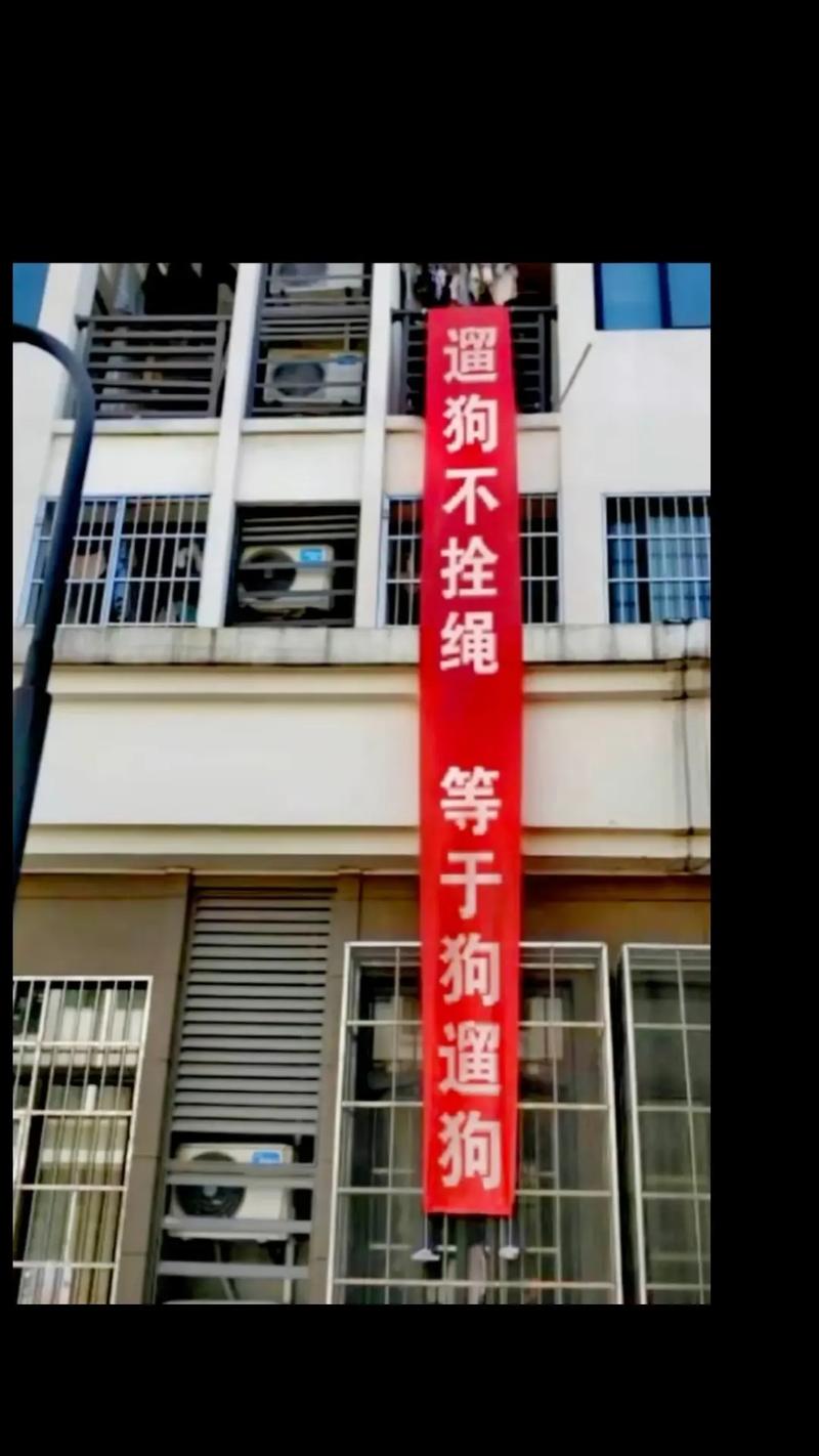 物理牵引:被人骂“像遛狗”,但真香