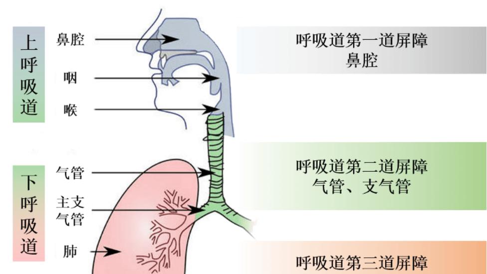 秋冬呼吸道黏膜屏障受损示意图