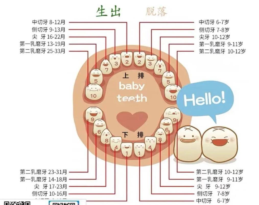 儿童换牙期牙齿生长顺序图