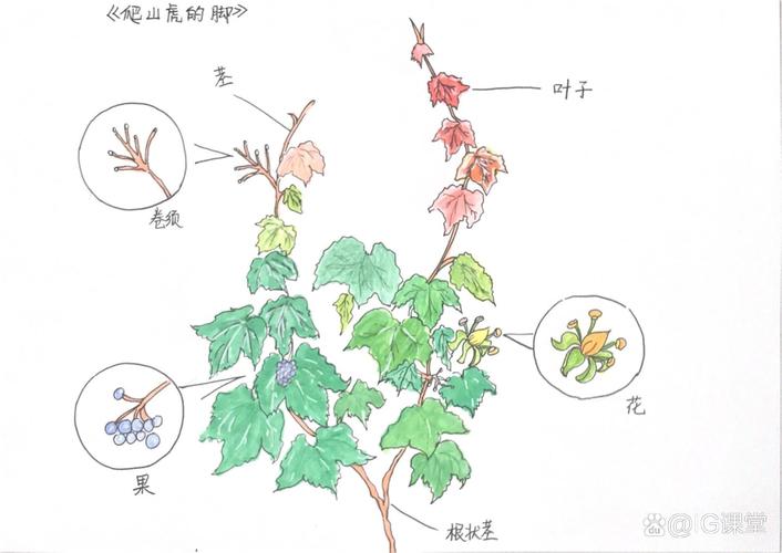 藤蔓植物攀援方式分类示意图