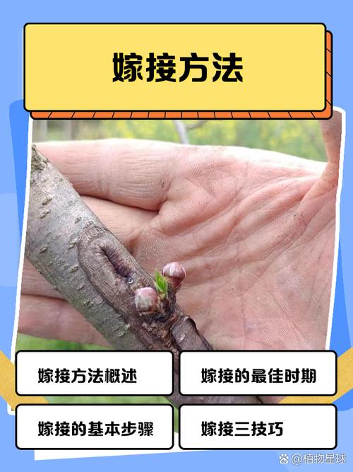 落地的正确姿势：嫁接，不是替换