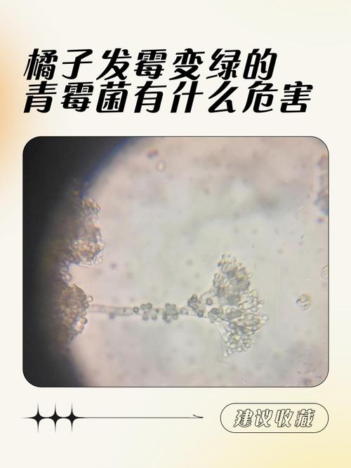 橘子皮上生长的青绿色霉菌菌落微距特写