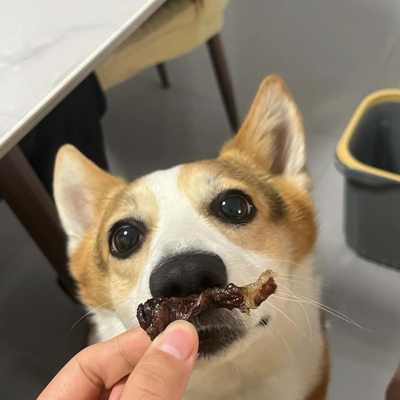 柯基扒着沙发缝藏牛肉干零食