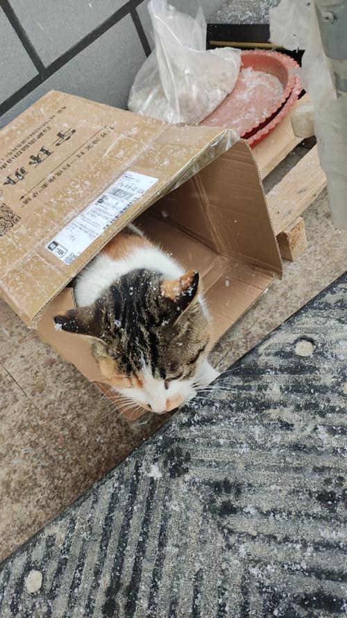 猫咪趴在挖洞快递盒里掏冻干的日常场景