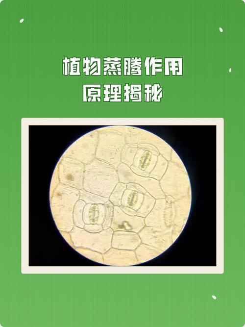 给教育留够蒸腾的气孔