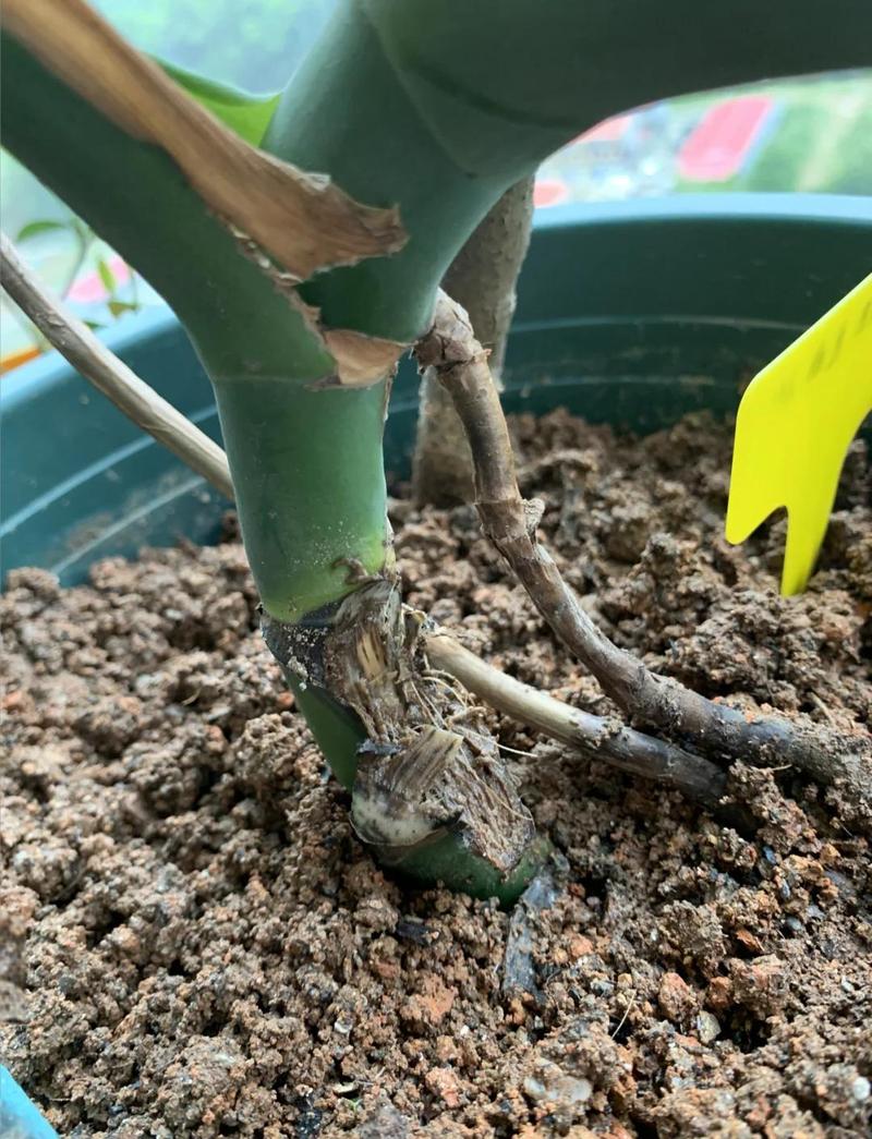 修剪掉发黑烂根的龟背竹根系实拍