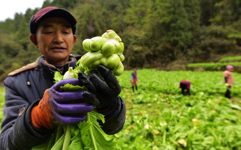 重庆酉阳酸化耕地改良后榨菜收割现场