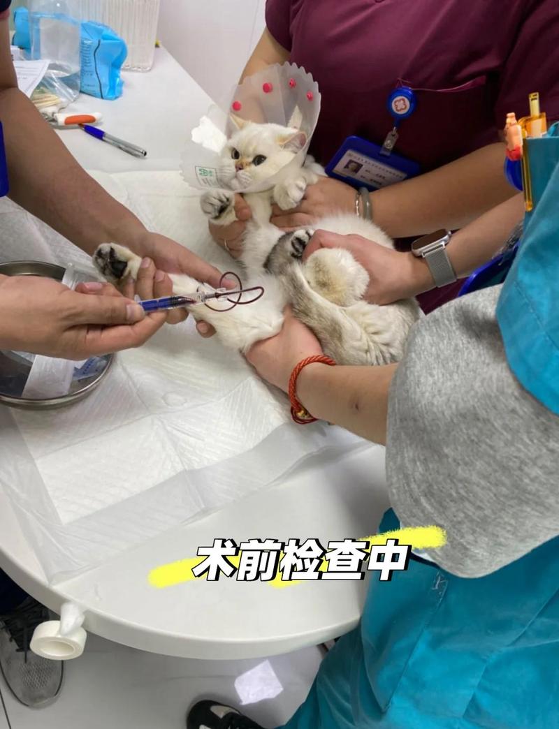 正规宠物医院母猫绝育手术准备台