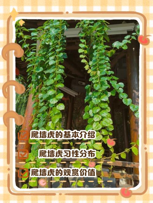 植物不是装饰品,它们也怕风