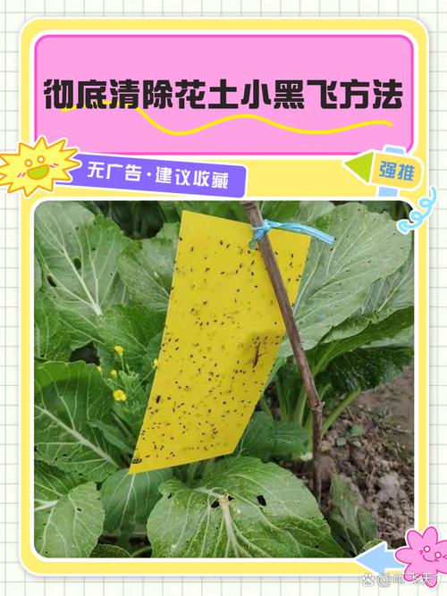 盆土表层铺干沙防小黑飞操作图