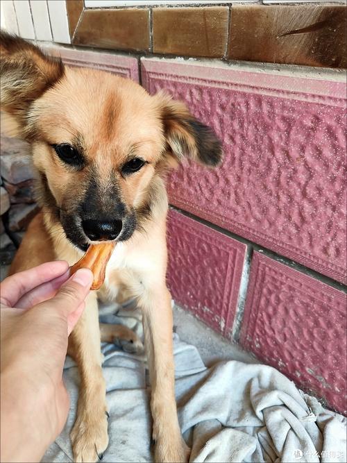 换牙期小狗咬橡胶磨牙棒的居家场景