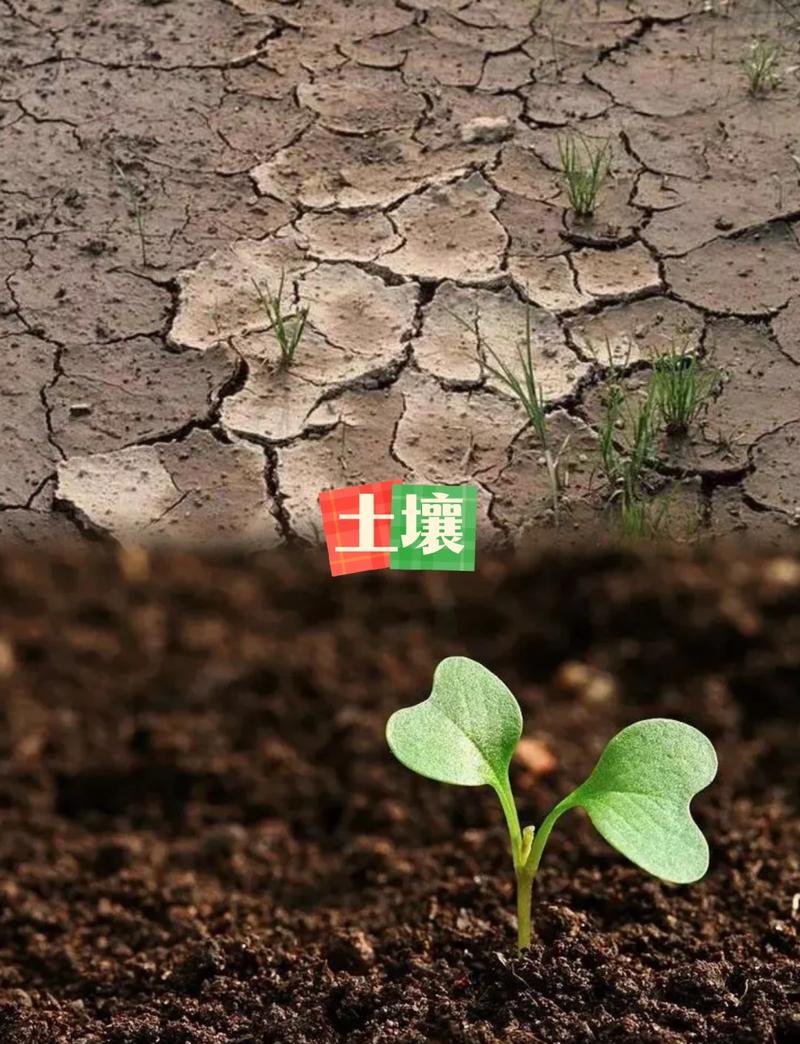 机制之外，还得有“土壤”