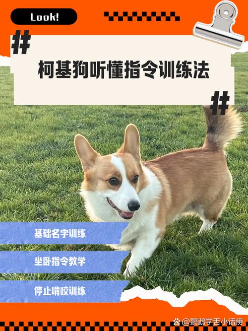 新手主人在家训练柯基服从指令场景