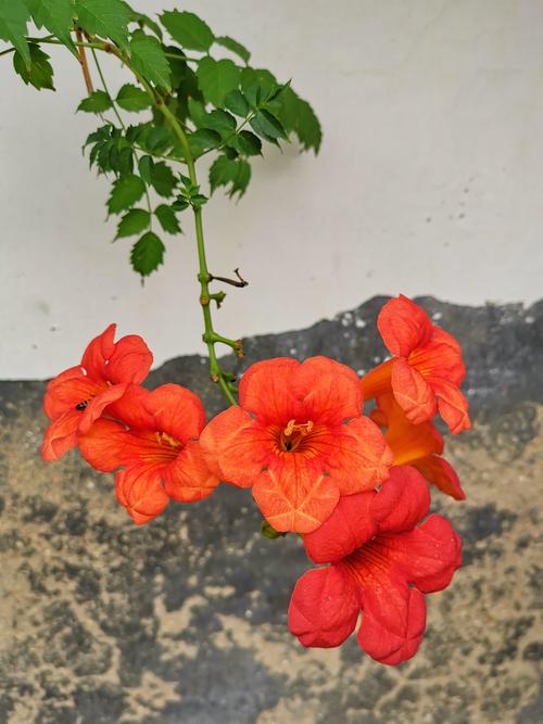 南漳三里岗村青石板路凌霄花垂落