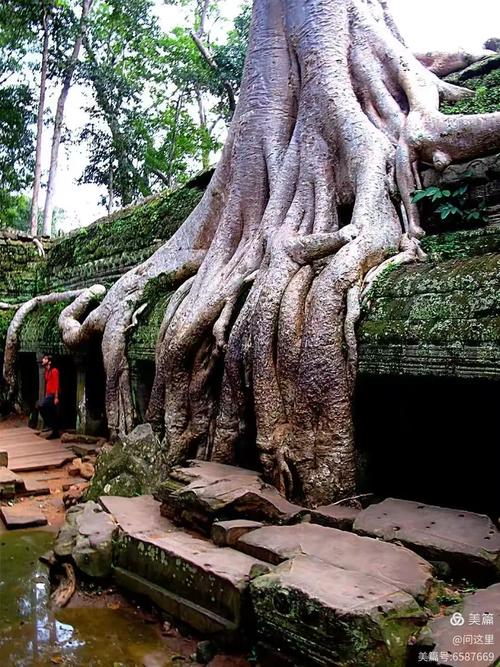 吴哥窟塔普伦寺树根与石拱门共生特写
