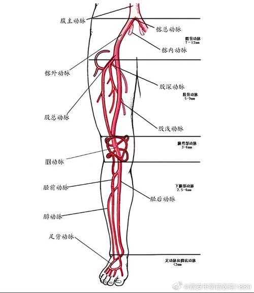 外周血管疾病下肢供血路径示意图