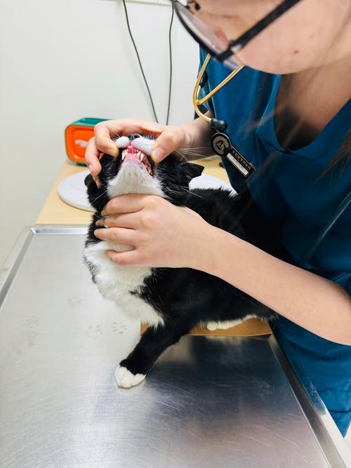 兽医手电筒检查猫口腔实拍图
