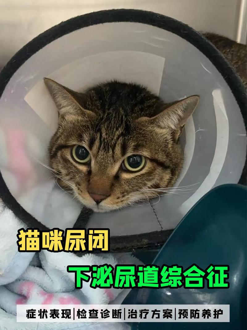 猫尿闭初期频繁蹲猫砂实拍