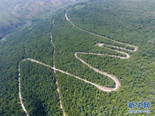 阿尔山夏季林间盘山公路