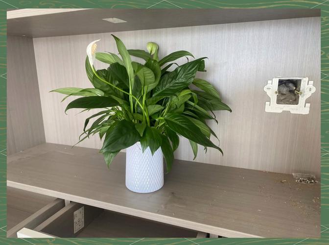 装修后室内放置活性炭包和绿植场景