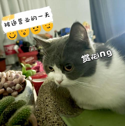 小红书笔记配图使用网络猫咪摄影图的侵权纠纷聊天截图