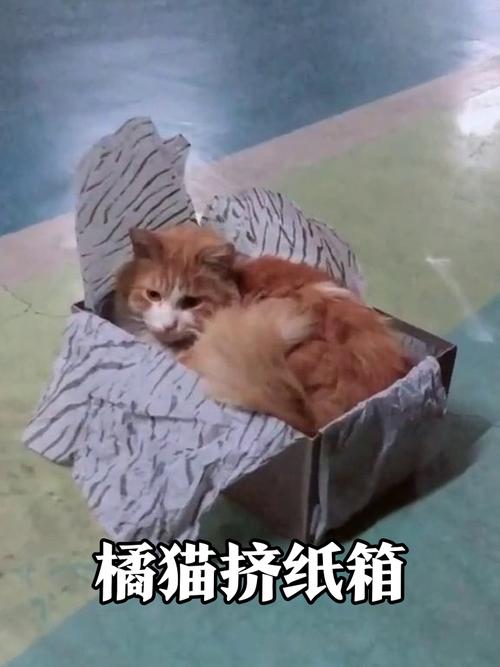 一只橘猫蜷缩在快递纸箱里表情安逸