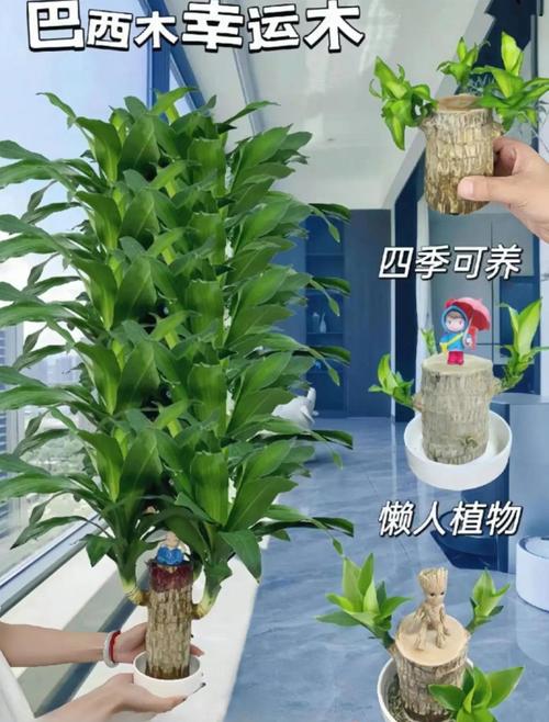 养植物没你想的那么神,但架不住心理作用大