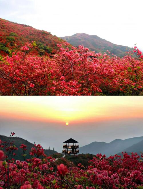 二、大围山:星空与杜鹃林的对话