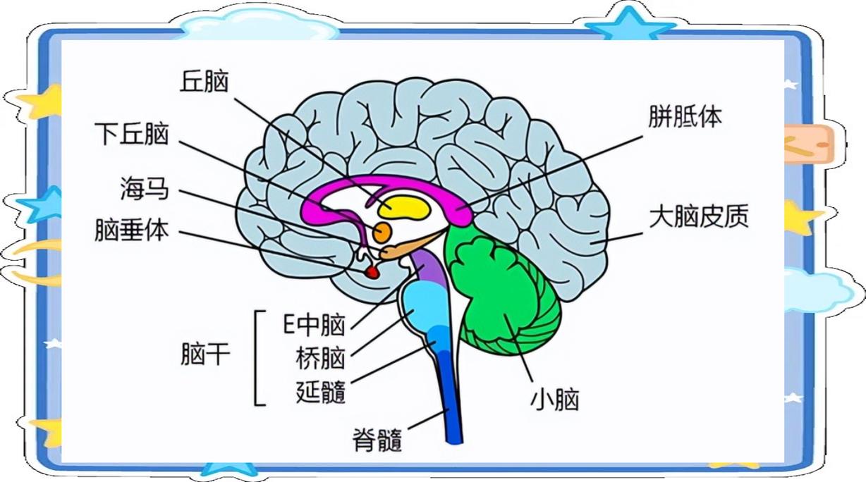 人脑睡眠时海马体整理记忆的示意图