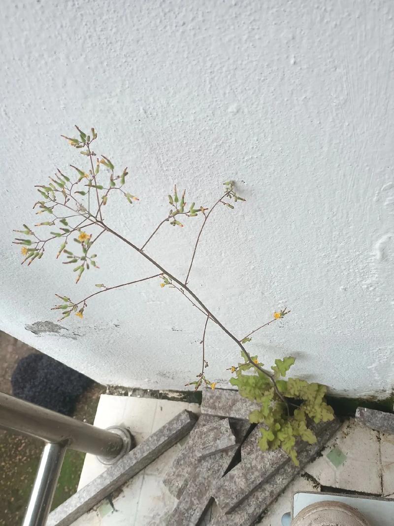 别让阳台变成“心里长草”的那块地